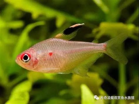 燈科魚種類|魚類圖鑑：常見的100種燈科魚（上）